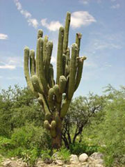 Cactus gigante