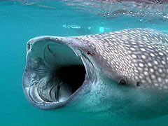 Tiburón ballena alimentándose (foto de Internet)