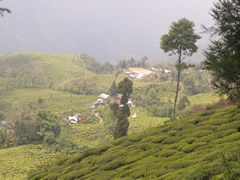 Plantaciones de té en Darjeeling