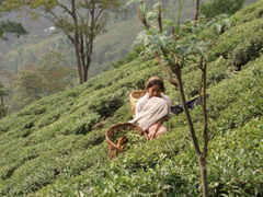 Plantaciones de té en Darjeeling