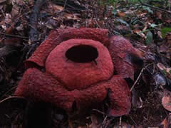 Rafflesia en Gunung Gading