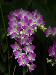 ramillete de orquídeas