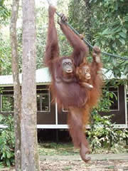 Madre y bebé orangután en Semenggok