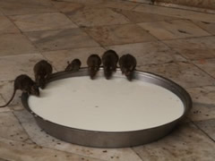 Ratas bebiendo leche