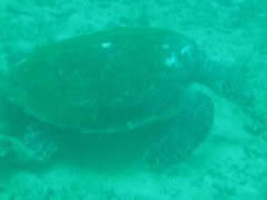 Buceo. Tortuga