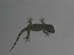 Un gecko