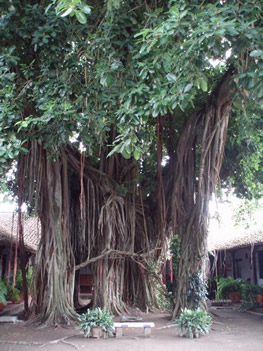Árbole inmenso en el patio de Doña Manuela