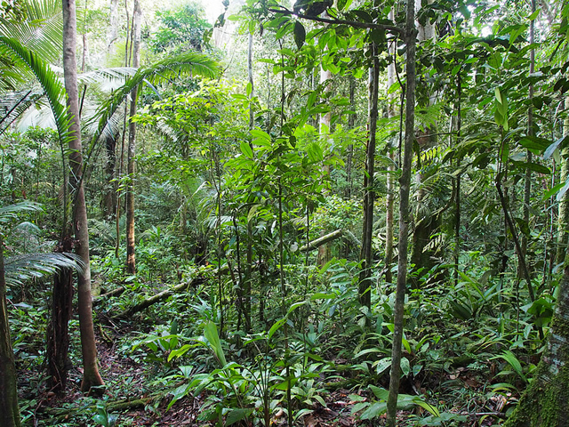 Viviendo en una Casa del Árbol en Tanimboca, Amazonas Colombiano –  Vagamundos: para viajeros sin prisas